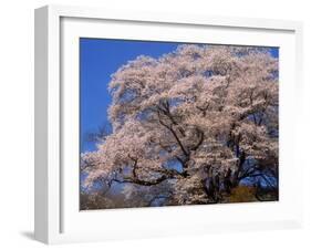 Old Cherry Tree-null-Framed Photographic Print