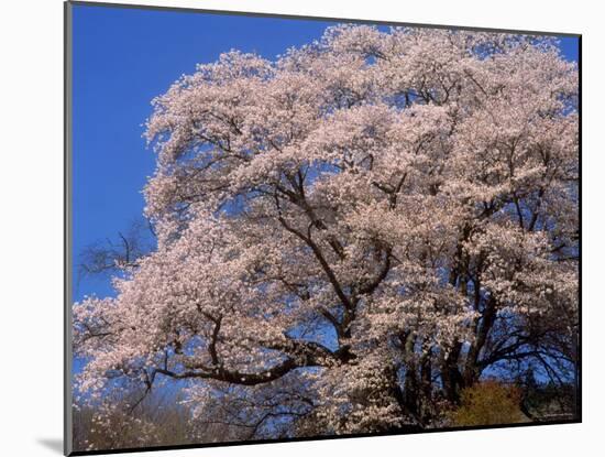 Old Cherry Tree-null-Mounted Photographic Print