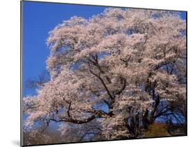 Old Cherry Tree-null-Mounted Photographic Print