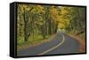 Old Columbia River Highway-Steve Terrill-Framed Stretched Canvas