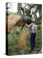 Old Cork Oak is Stripped, Sardinia, Italy-S Friberg-Stretched Canvas