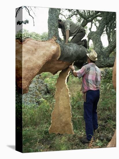 Old Cork Oak is Stripped, Sardinia, Italy-S Friberg-Stretched Canvas