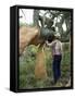 Old Cork Oak is Stripped, Sardinia, Italy-S Friberg-Framed Stretched Canvas