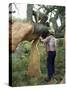 Old Cork Oak is Stripped, Sardinia, Italy-S Friberg-Stretched Canvas