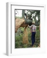 Old Cork Oak is Stripped, Sardinia, Italy-S Friberg-Framed Photographic Print