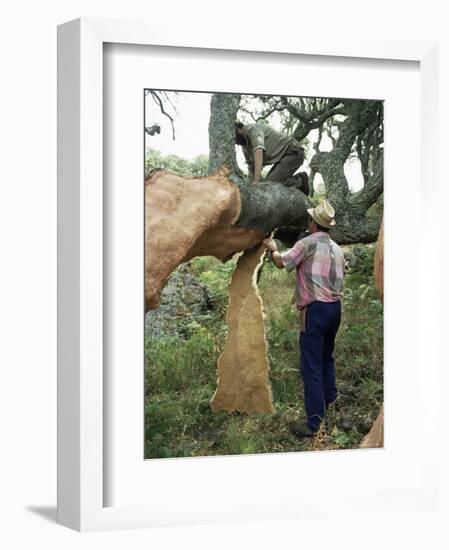 Old Cork Oak is Stripped, Sardinia, Italy-S Friberg-Framed Photographic Print