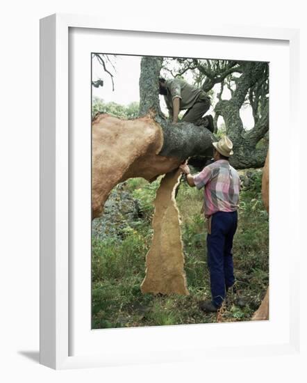 Old Cork Oak is Stripped, Sardinia, Italy-S Friberg-Framed Photographic Print