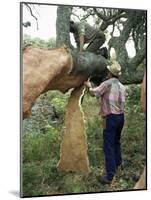 Old Cork Oak is Stripped, Sardinia, Italy-S Friberg-Mounted Photographic Print