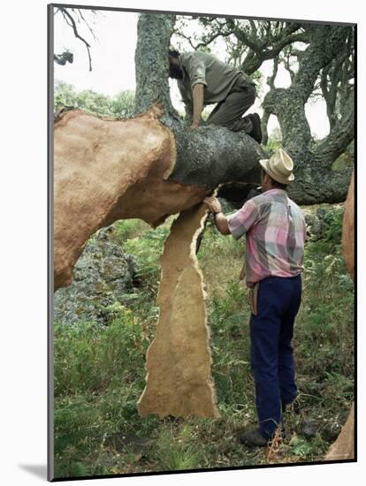 Old Cork Oak is Stripped, Sardinia, Italy-S Friberg-Mounted Photographic Print