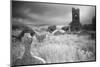 Old Desolated Cemetery Overgrown with Grass and Wildflowers Long Exposure Gives Moody Romantic Feel-kikkerdirk-Mounted Photographic Print