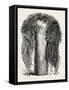 Old Egyptian Lady's Wig, in the British Museum, Egypt, 1879-null-Framed Stretched Canvas