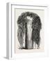 Old Egyptian Lady's Wig, in the British Museum, Egypt, 1879-null-Framed Giclee Print