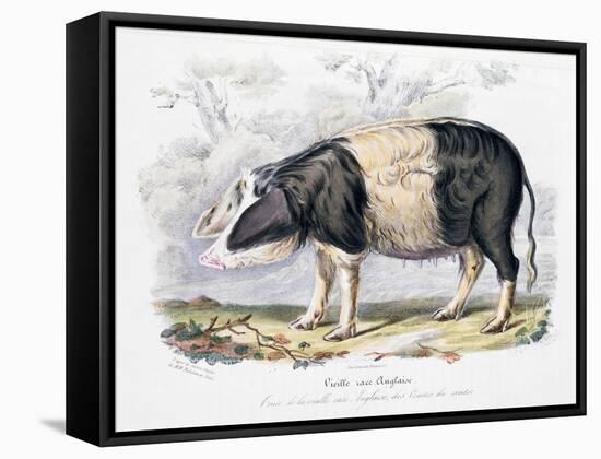 Old English Breed of Pig, 1842-null-Framed Stretched Canvas