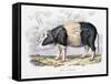 Old English Breed of Pig, 1842-null-Framed Stretched Canvas