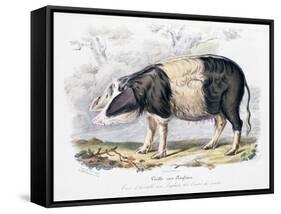 Old English Breed of Pig, 1842-null-Framed Stretched Canvas