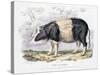 Old English Breed of Pig, 1842-null-Stretched Canvas