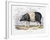 Old English Breed of Pig, 1842-null-Framed Giclee Print