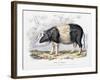 Old English Breed of Pig, 1842-null-Framed Giclee Print