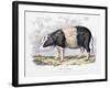 Old English Breed of Pig, 1842-null-Framed Giclee Print