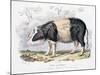 Old English Breed of Pig, 1842-null-Mounted Giclee Print