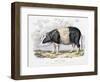 Old English Breed of Pig, 1842-null-Framed Giclee Print