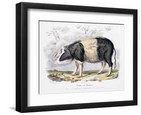 Old English Breed of Pig, 1842-null-Framed Giclee Print