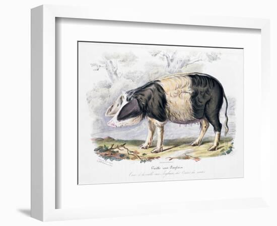 Old English Breed of Pig, 1842-null-Framed Giclee Print