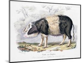 Old English Breed of Pig, 1842-null-Mounted Giclee Print