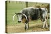 Old English Longhorn Cattle at Hay Trough-null-Stretched Canvas