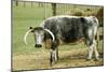 Old English Longhorn Cattle at Hay Trough-null-Mounted Photographic Print