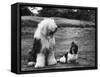 Old English Sheep Dog with Little Shih Tzu Dog-Yale Joel-Framed Stretched Canvas