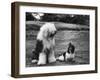 Old English Sheep Dog with Little Shih Tzu Dog-Yale Joel-Framed Photographic Print