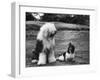 Old English Sheep Dog with Little Shih Tzu Dog-Yale Joel-Framed Photographic Print