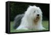 Old English Sheepdog pLying in Garden-null-Framed Stretched Canvas