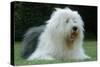 Old English Sheepdog pLying in Garden-null-Stretched Canvas