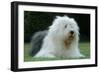 Old English Sheepdog pLying in Garden-null-Framed Photographic Print