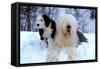 Old English Sheepdog with Puppy in Snow-null-Framed Stretched Canvas