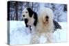 Old English Sheepdog with Puppy in Snow-null-Stretched Canvas