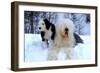 Old English Sheepdog with Puppy in Snow-null-Framed Photographic Print
