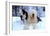 Old English Sheepdog with Puppy in Snow-null-Framed Photographic Print