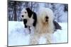 Old English Sheepdog with Puppy in Snow-null-Mounted Photographic Print