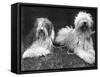 Old English Sheepdogs-null-Framed Stretched Canvas