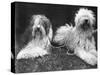 Old English Sheepdogs-null-Stretched Canvas
