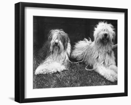 Old English Sheepdogs-null-Framed Photographic Print