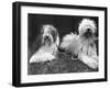 Old English Sheepdogs-null-Framed Photographic Print