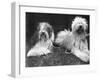 Old English Sheepdogs-null-Framed Photographic Print