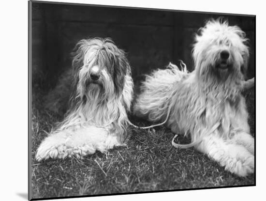 Old English Sheepdogs-null-Mounted Photographic Print
