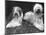 Old English Sheepdogs-null-Mounted Photographic Print