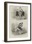 Old English Sports at Saville House, Leicester-Square-null-Framed Giclee Print