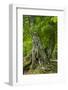 Old European Beech Tree (Fagus Sylvatica) Pollino National Park, Basilicata, Italy, June 2009-Müller-Framed Photographic Print